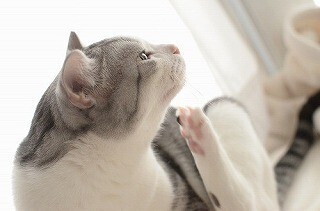 猫にやられた傷を可愛く隠す「にゃんそうこう」を使ってみた!