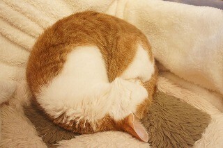 猫が丸まってできる"アンモニャイト"に指を入れるとどうなるのか