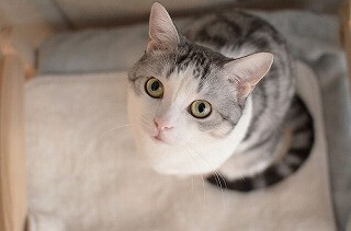 猫のヒゲ専用ケースを買って3カ月…何本集まったか開けてみた