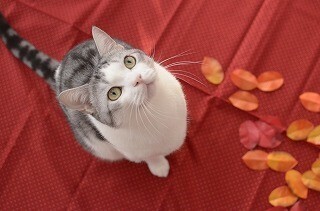 一眼レフ初心者が猫撮影に挑む! (15) 写真アレンジに使える猫撮影用の小物