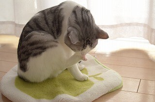 話題の猫転送装置! 本当に転送されるのか実際に試してみた