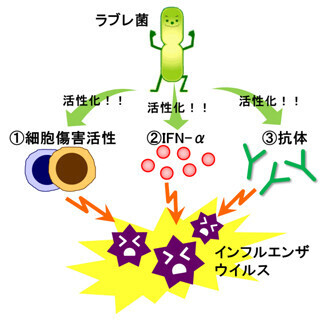 乳酸菌「ラブレ菌」を摂取するとインフルエンザにかかりにくくなる!？