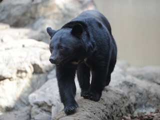 東京都・上野動物園で「大人の遠足」が開催!