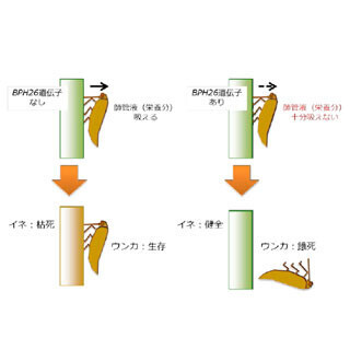 生物研など、害虫「トビイロウンカ」を餓死させるイネ遺伝子を特定