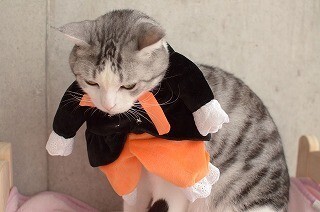 ハロウィンのコスプレをした猫