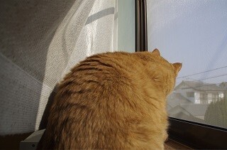 こんなにあるの!? 「猫」がつく慣用句まとめ