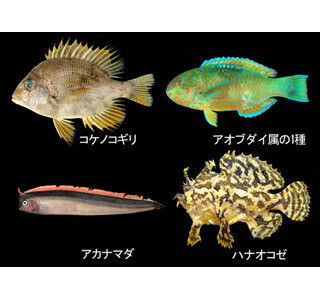 沖縄県・海洋博公園で、魚を間近に観察できる&quot;美ら海自然教室&quot;が開催!!