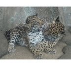 大阪府・天王寺動物園のネコ科・ジャガーの赤ちゃん、すくすくと成長中