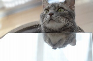 猫のアゴの下に鏡を差し込むと予想以上に可愛い写真が撮れる