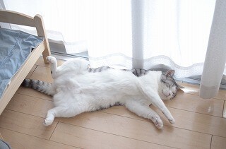 なぜ猫はゲームのリセットボタンを押すのか
