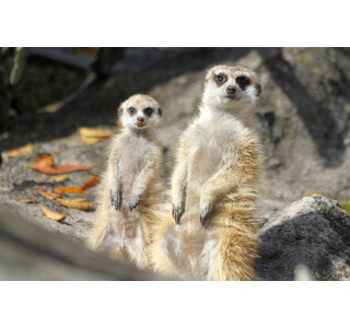 静岡県・富士サファリパークでミーアキャットの4つ子の赤ちゃん公開中!