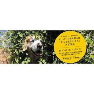 東京都渋谷区で、老犬の写真展覧会が開催