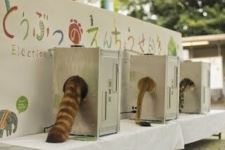 福岡県・福岡市動物園で、動物の選挙が開催! 投票するとしっぽが動く!