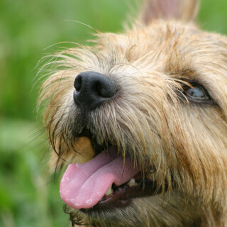 愛犬にもデンタルケアが必要？ - 「ペット長寿国プロジェクト」が調査