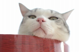 発見! 猫の鼻の穴はハートの形をしている!