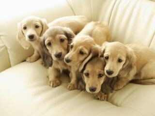 「多頭飼い」や「勝手にペットOKにする家主」。ペットトラブルの実情とは