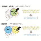 他者の動作予測と自己動作の生成に共通の脳内プロセス - NICTが発表