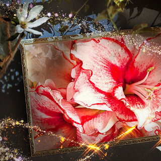 PENTAX 645Zで撮影した写真とプロジェクションマッピングが融合した展覧会