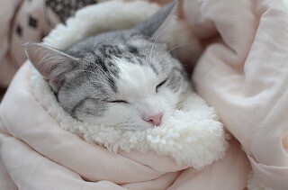 うちの猫に「パンダに変身できる布団カバー」を使ってもらった