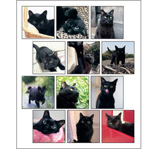 黒猫しか登場しない、黒猫好きのための黒猫カレンダー発売!
