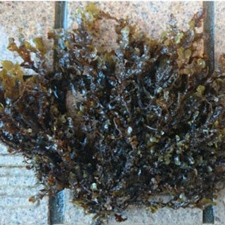 褐藻類の成分が潰瘍性大腸炎を抑制 - 東京工科大学が発表