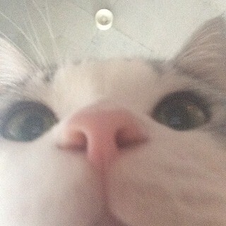 うちの猫が「猫用自撮りアプリ」を使って自撮りをしてみた