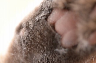 猫の肉球がぷにゅぷにゅになる「肉球専用クリーム」を塗ってみた