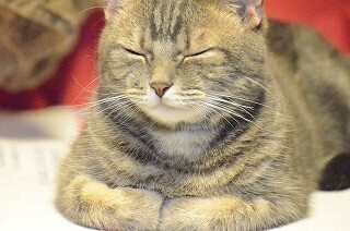 なぜ猫はお手手をたたんで座るのか