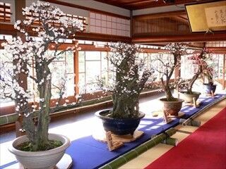 滋賀県長浜市で「長浜盆梅展」 - 樹齢400年を超える古木などの盆梅を展示