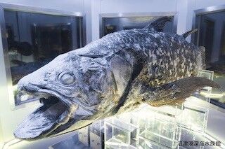 希少な&quot;シーラカンス&quot;の冷凍標本を展示 - 静岡県・沼津港深海水族館