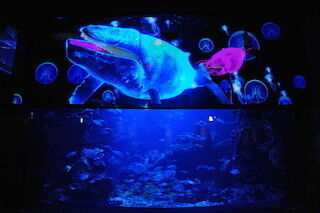 京都府・京都水族館で、美しい3Dプロジェクションマッピングが開催