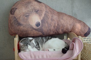 一見本物のようなクマの人形を見ると、猫はどう反応するのか