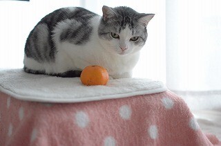 猫専用コタツに人間があたるとどうなるのか