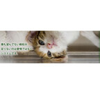 東京都豊島区で「初めての猫飼い方講座」が開催