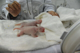 和歌山県・アドベンチャーワールドで、パンダの双子の赤ちゃんが誕生!