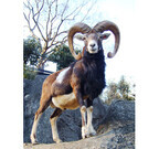 東京都・多摩動物公園で「干支展」開催! - 羊の先祖も登場