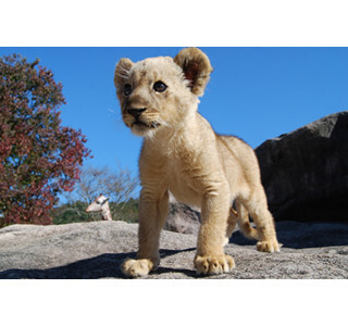 山口県・秋吉台サファリランドで、ぬいぐるみのような仔ライオンが成長中!