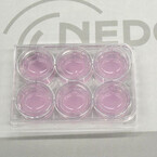 NEDOなど、腫瘍性なく安全性の高いMuse細胞を用いた3次元培養皮膚を実用化