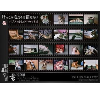 東京都中央区でアルフィー・坂崎幸之助家を訪れる猫がテーマの企画展開催