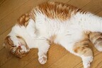 猫が大ケガをしそうになった場所、なんとリビングが最多!?