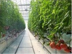 オリエンタルランド、自社生産に向け山梨県北杜市に野菜農園設立
