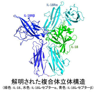 関節リウマチなど免疫・神経難病の原因物質となる立体構造を解明 ‐ 岐阜大