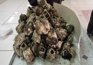 東京都・葛西臨海水族園が巨大フジツボを展示!!