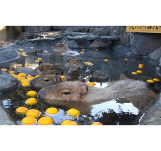 カピバラの露天風呂に、「ゆず湯」登場
