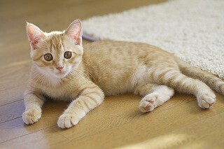 東京都武蔵野市で、猫たちの譲渡会が開催!