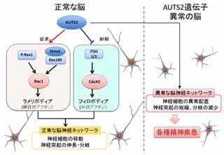 自閉症、ADHDなど複数の精神疾患に関わる遺伝子の働きを解明 ‐ NCNP