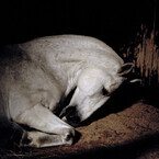 東京都・竹芝にて墓地で働く馬を捉えた写真展 -人と動物の共存関係がテーマ