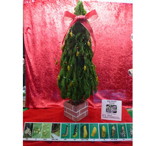 東京都・多摩動物公園で、金色に輝くサナギのクリスマスツリーを展示!