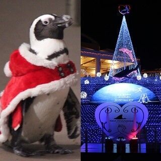 サンタ姿のペンギンに癒やされる! イルミ&amp;花火も輝くシーパラのクリスマス