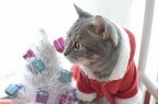 クリスマスなのでうちの猫にサンタの衣装を着てもらった